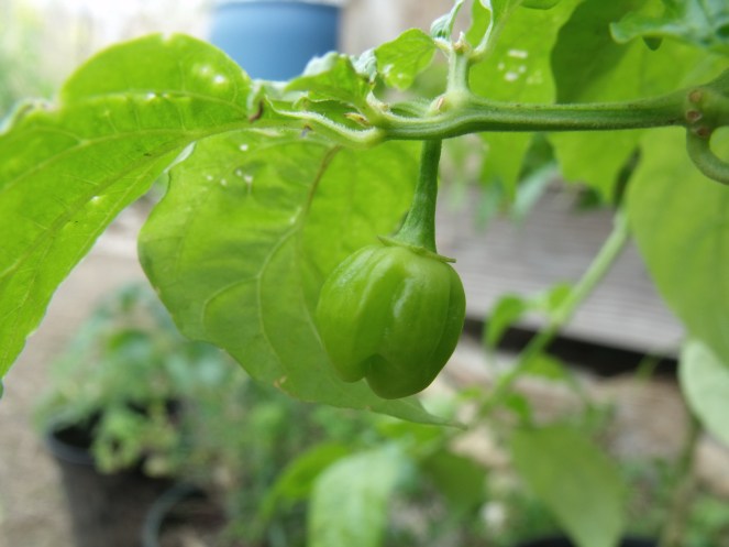 Trinidad Spice Pepper